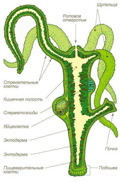 Кракен даркнет v5tor cfd